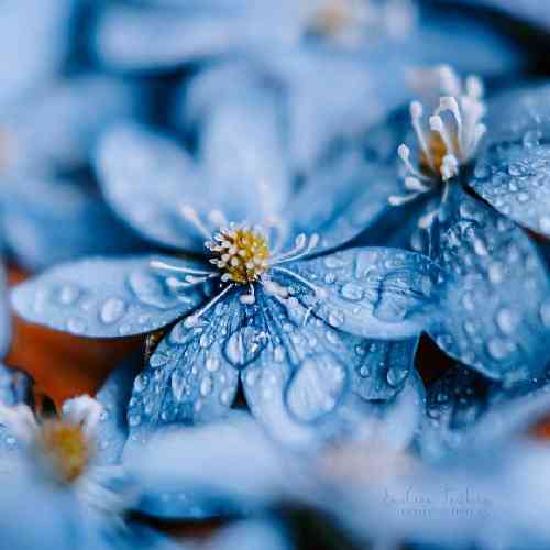 حسن بریمانی ساقی